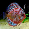 /product-detail/discus-fish-62006689386.html