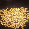 Animal Feed/Bulk Yellow corn, White maize/ whole kernel sweet corn Suppliers ,Best price