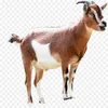 100% Full Blood line Boer Goats, Live Sheep, Cattle, Lambs and Cows