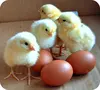 /product-detail/day-old-broiler-chicks-for-sale-62008635555.html