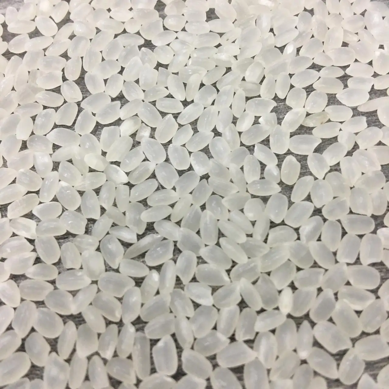 japonica rice (1).jpeg