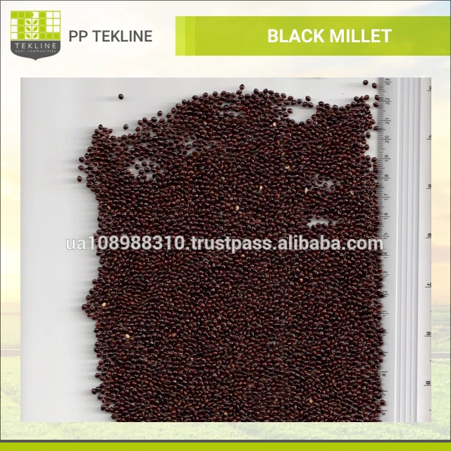 market price organic black millet seed from ukrainian exporter