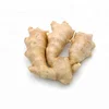 /product-detail/fresh-ginger-ginger-price-in-india-wholesale-fresh-ginger-50039633722.html