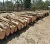 Cypress Saw Logs For Sal - Fresh Cut