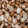 Whole & Split Top Premium AAA Grade Low Price Betel Nuts