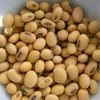 Certified Naturally Grown SoyBean with Various Uses at Attractive Price