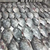 /product-detail/cheap-frozen-tilapia-fish-for-sale-62000391497.html