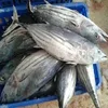 Fish skipjack tuna/Frozen Skipjack tuna whole round