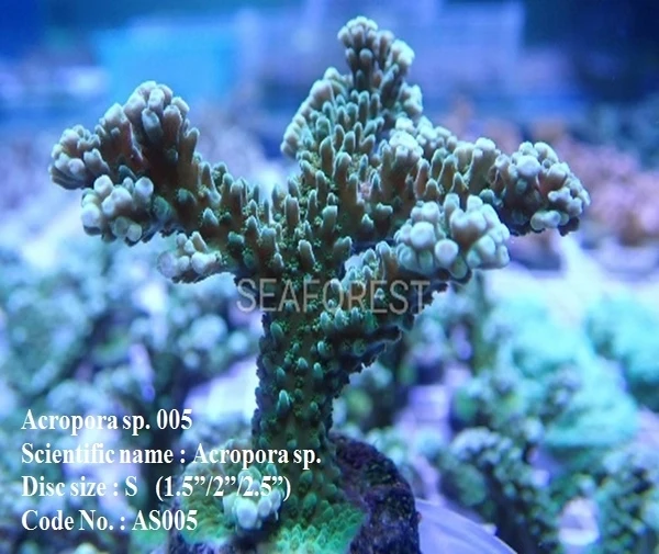 aquarium decoration live hard coral acropora