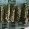 /product-detail/-hot-sea-cucumber-with-the-hot-price-50033687602.html