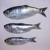 /product-detail/new-process-top-quality-frozen-pacific-herring-62000396528.html