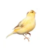/product-detail/live-canary-birds-yorkshire-lancashire-finches-lovebirds-red-factors-parisian-frill-canaries-62002318546.html