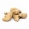 /product-detail/wholesale-organic-fresh-ginger-price-quality-fresh-ginger-indian-fresh-ginger-50039513441.html