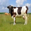 Hot Sale Pure Bloodlines Pregnant Holstein Heifers / Live Cows For Sale