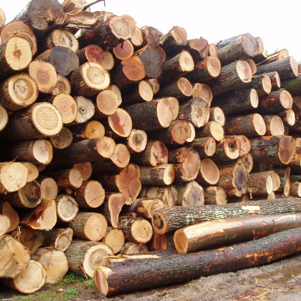 pine wood logs exporter