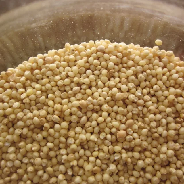 high quality yellow white broom corn millet/millet seed for sale