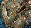 Live Mud Crab/Live Seafood/Green Mud Crab!