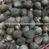 Blood clam