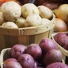 Fresh High Quality Fresh Potatoes for Turkey