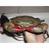 Scylla Serrata Mud Crab