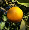 /product-detail/fresh-navel-valencia-oranges-citrus-from-egypt-season-2019-50045841823.html