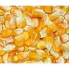 NON GMO Yellow Maize / non gmo yellow corn or maize