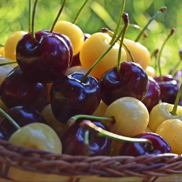 bulgaria fresh cherries