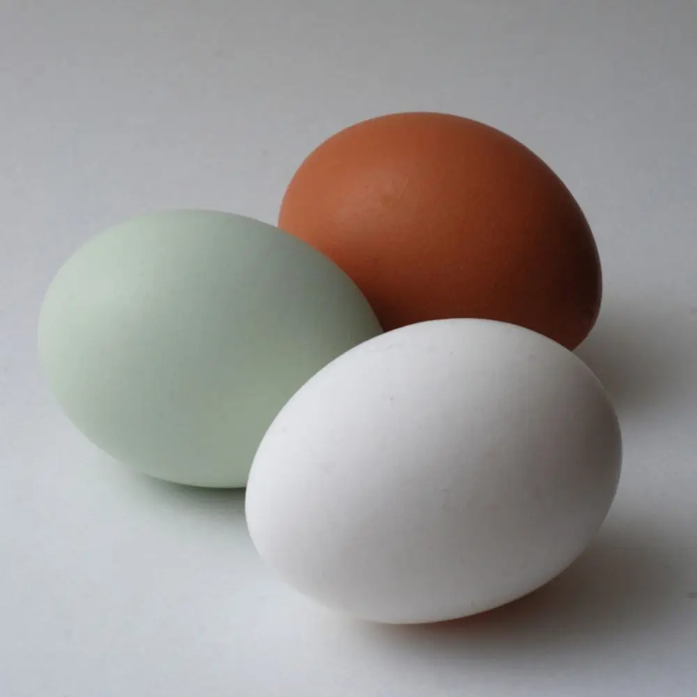 White and Brown Chicken Eggs, Fresh Table Eggs/Farm Fresh Chicken Eggs