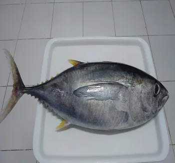 yellowfin tuna - buy fish,seafood,tuna product on