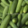 /product-detail/fresh-vegetables-cucumber-dosakaya-kheera-kakadi-kaakdi-vellarikkai-savetekai-savtekai-vellarikai-50032190083.html