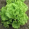 /product-detail/organic-romaine-lettuce-seeds-62002253727.html