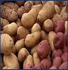 /product-detail/top-holland-potato-seed-large-fresh-potato-50039343952.html