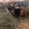 Certified Full Blood Miniature African Pygmy Goats available for export