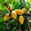 /product-detail/very-good-cote-d-ivoire-forestaro-cocoa-beans-50036042461.html