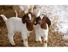 /product-detail/livestock-full-blood-boer-goats-for-sale-2018-50042931041.html
