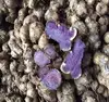 CHEAP BLACK GINGER VIET NAM/ Kaempferia parviflora