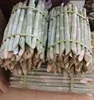/product-detail/top-produce-premium-frozen-peeled-sugar-cane-original-taste-best-for-juice-from-green-world-viet-nam-50037596365.html