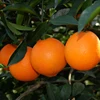 /product-detail/fresh-navel-and-valencia-orange--50037386464.html
