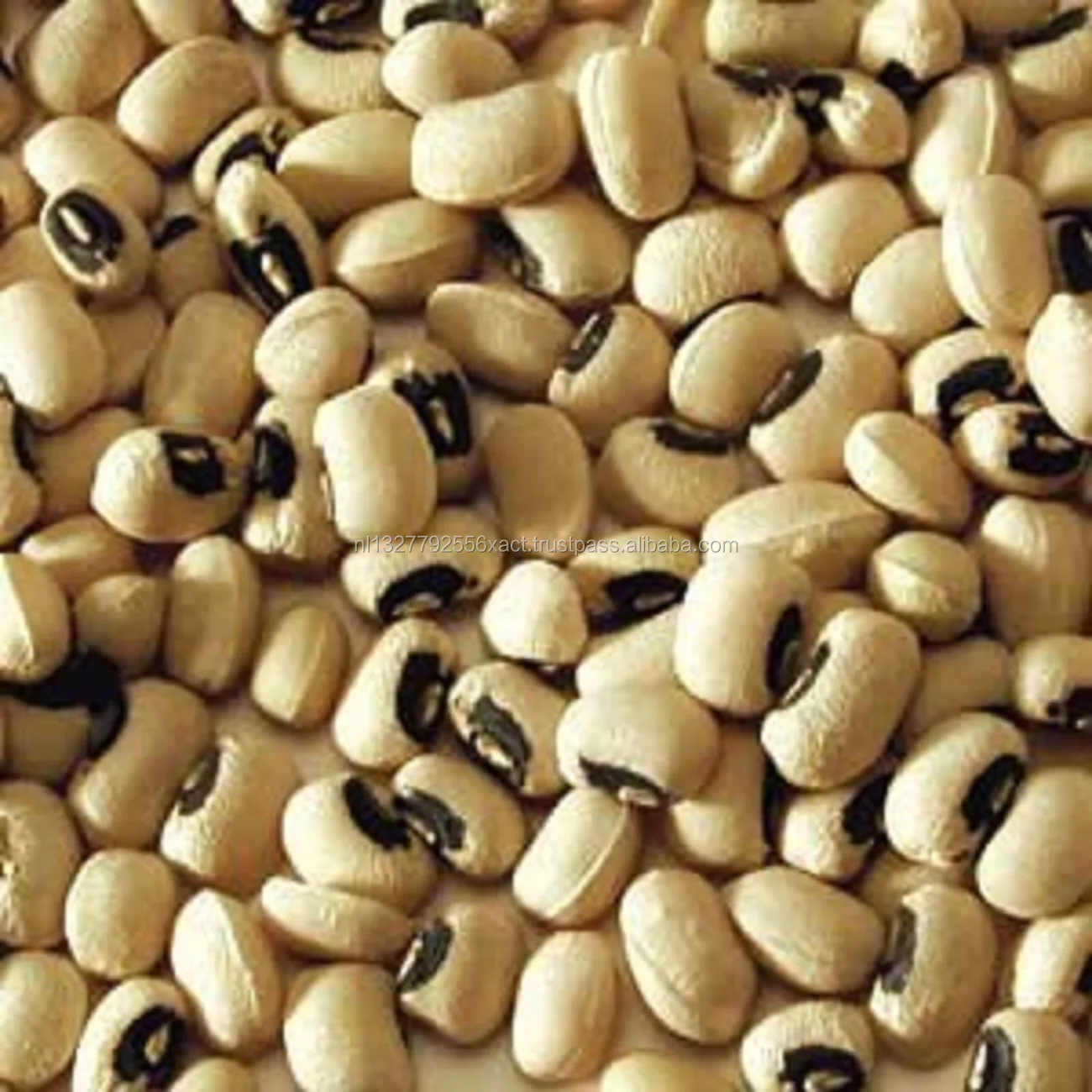 black eyed cowpea beans