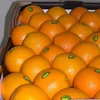 /product-detail/fresh-valencia-oranges-citrus-fruit-navel-oranges-50041185262.html