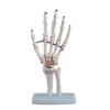BIX-A1029 human body simulation hand joint model