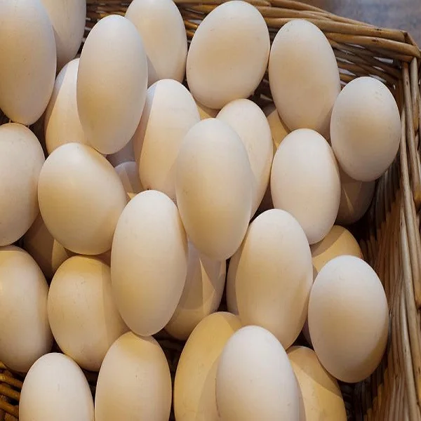 SA Farm Fresh Chicken Table Eggs, Brown and White Shell Chicken Eggs/Fresh Fertile Chicken Eggs