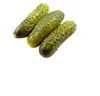 /product-detail/pickle-cucumber-baby-cucumbers-whatsapp-84-845-639-639-50037435539.html