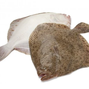 turbot