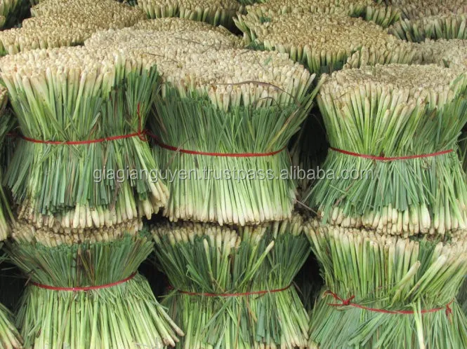 fresh lemongrass/ dried lemongrass/lemongrass powder from viet