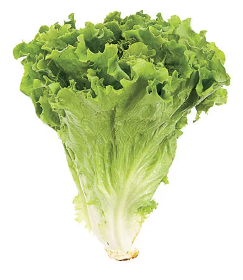 for lettuces