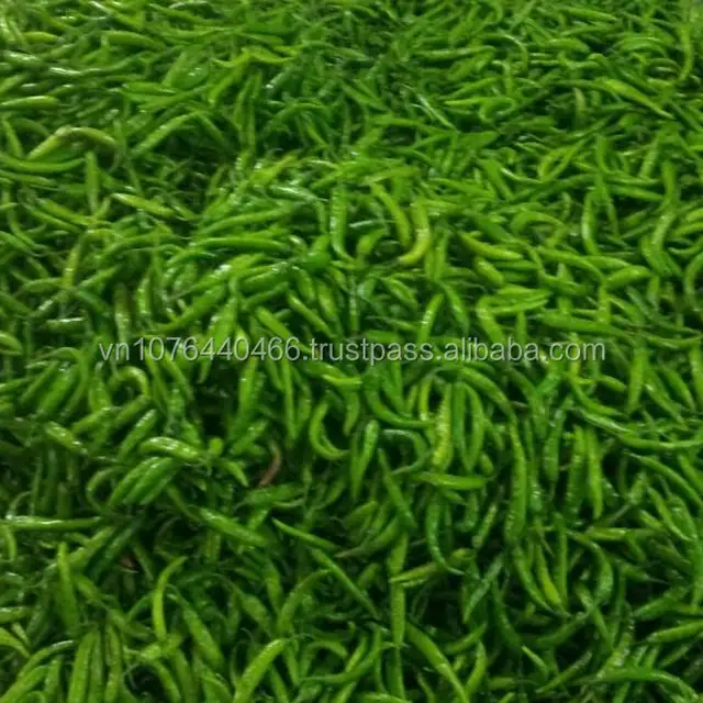 dried green chilli pepper