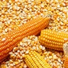 /product-detail/argentine-high-quality-yellow-corn-62003715809.html