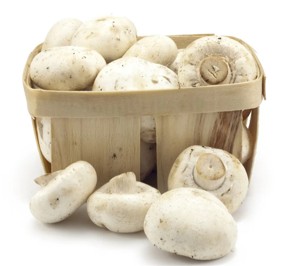 Egyptian white mushrooms fresh,all types of mushrooms