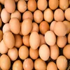 hot selling Farm Fresh poultry white shell chicken table eggs